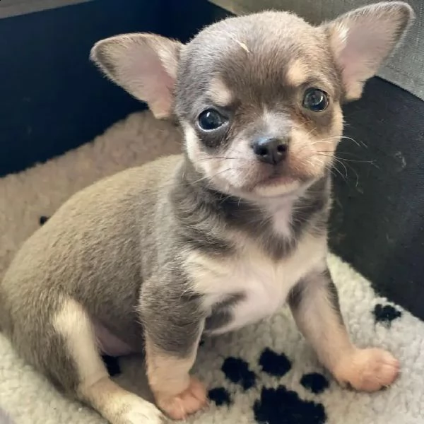 sono chihuahua purosangue (+393512351560) 