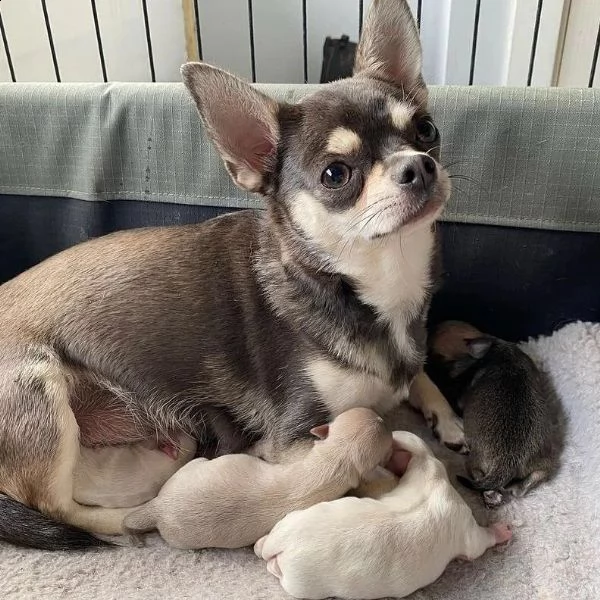 cuccioli di tazza da tè addestrati a casa (+393512351560) 