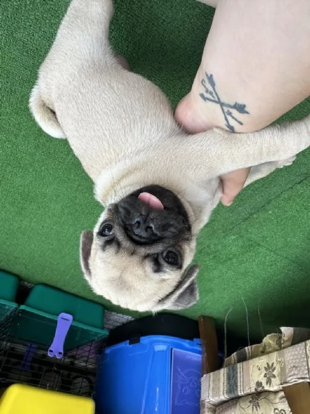 regalo cuccioli di carlino whatsapp ( 0039 353 317 4023 ) | Foto 2