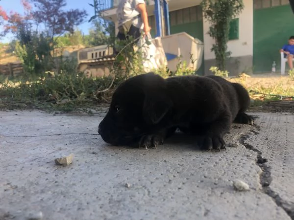 cane bracco (2 mesi di vita) | Foto 6