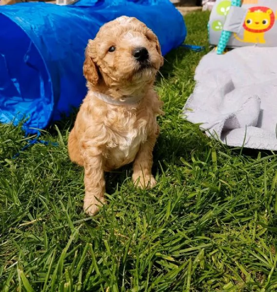 barboncino toy super carino