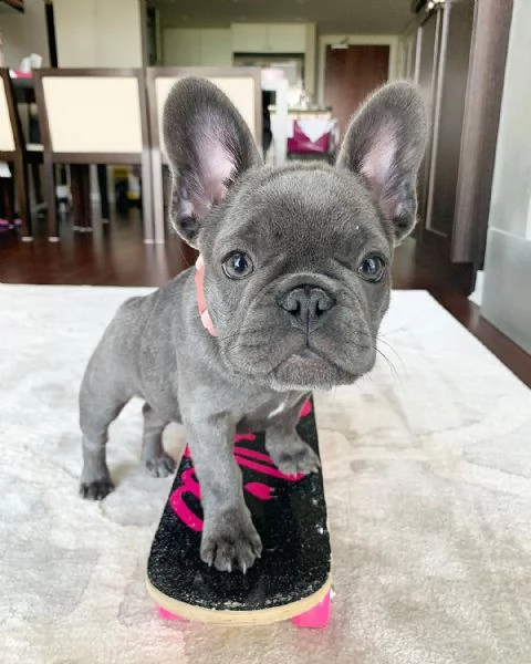 cucciolo di bulldog francese