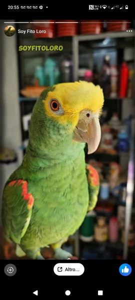 ADDESTRATORE PAPPAGALLI  | Foto 1