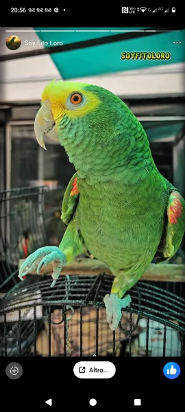 ADDESTRATORE PAPPAGALLI  | Foto 0