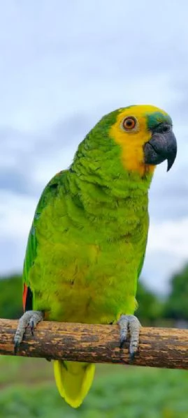 ADDESTRATORE PAPPAGALLI 