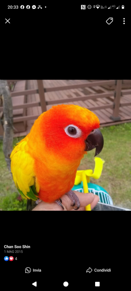 ADDESTRAMENTO PAPPAGALLI ESOTICI ALLEVATI A MANO | Foto 4