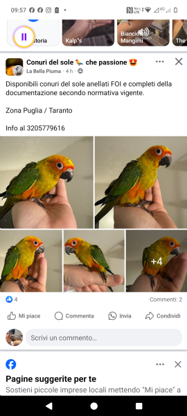 ADDESTRAMENTO PAPPAGALLI ESOTICI ALLEVATI A MANO | Foto 2