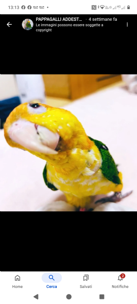 ADDESTRAMENTO PAPPAGALLI ESOTICI ALLEVATI A MANO | Foto 1