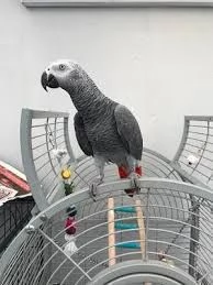 PAPPAGALLI/NI ADDESTRATI A MANO IN TUTTA ITALIA | Foto 6