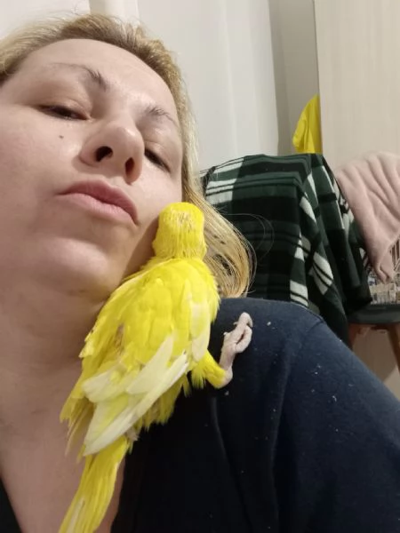 PAPPAGALLI/NI ADDESTRATI A MANO IN TUTTA ITALIA | Foto 4