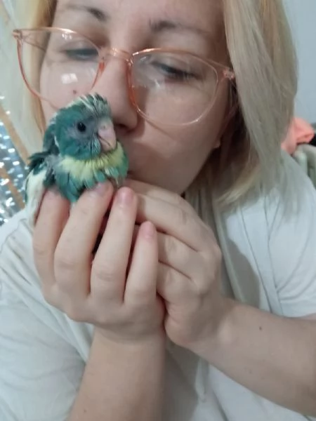 PAPPAGALLI/NI ADDESTRATI A MANO IN TUTTA ITALIA