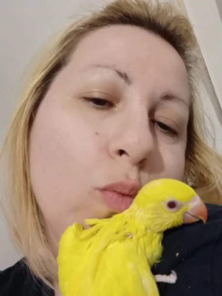 PAPPAGALLI/NI ADDESTRATI A MANO IN TUTTA ITALIA | Foto 1