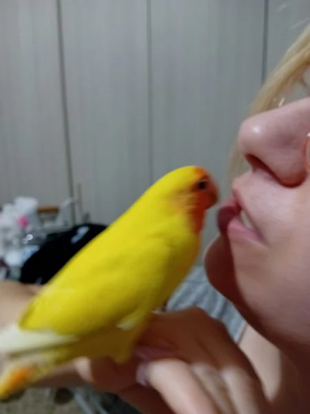 PAPPAGALLI/NI ADDESTRATI A MANO IN TUTTA ITALIA | Foto 0