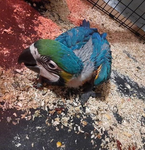 PAPPAGALLI ADDESTRATI | Foto 5