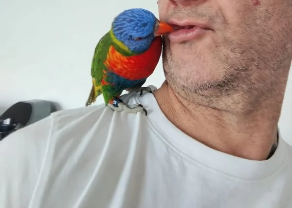 PAPPAGALLI ADDESTRATI | Foto 3