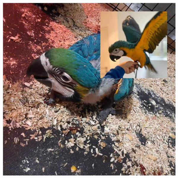 PAPPAGALLI ADDESTRATI | Foto 1
