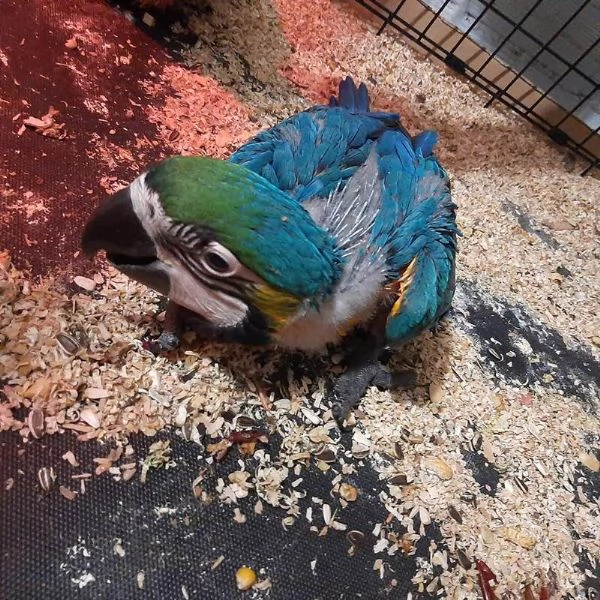 PAPPAGALLI ADDESTRATI