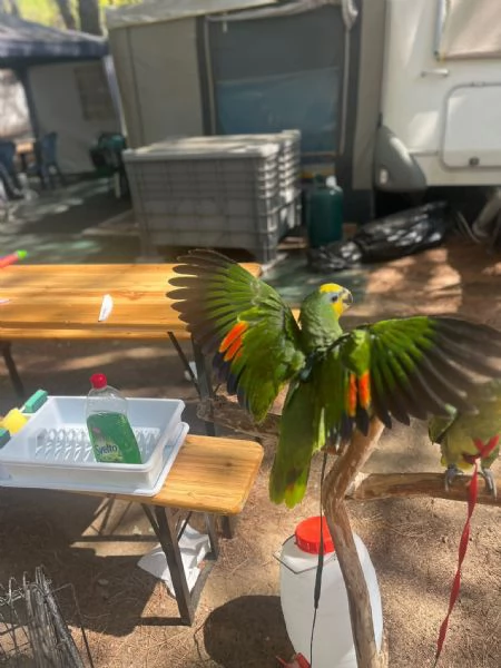 PAPPAGALLI ADDESTRATI IN TUTTA ITALIA