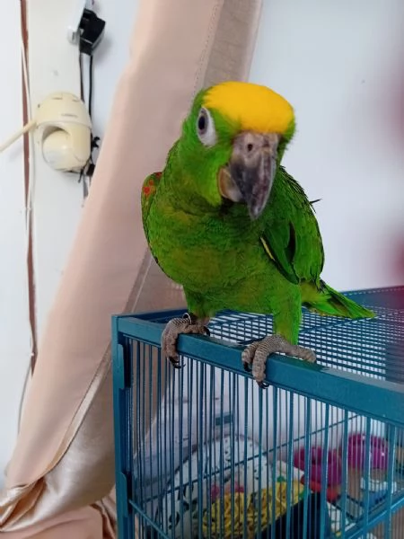PAPPAGALLI ADDESTRATI IN TUTTA ITALIA | Foto 6
