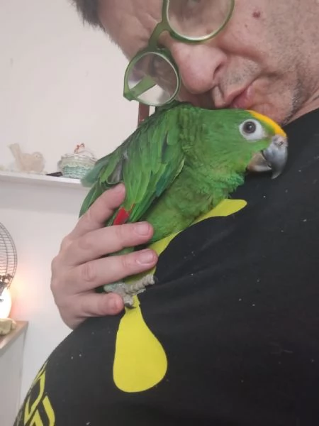 PAPPAGALLI ADDESTRATI IN TUTTA ITALIA | Foto 5