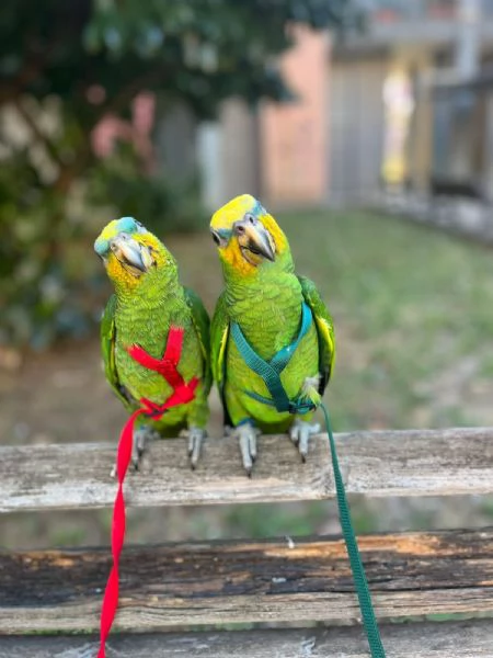 PAPPAGALLI ADDESTRATI IN TUTTA ITALIA | Foto 4