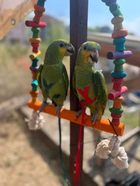 PAPPAGALLI ADDESTRATI IN TUTTA ITALIA | Foto 3
