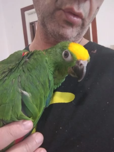 PAPPAGALLI ADDESTRATI IN TUTTA ITALIA | Foto 2