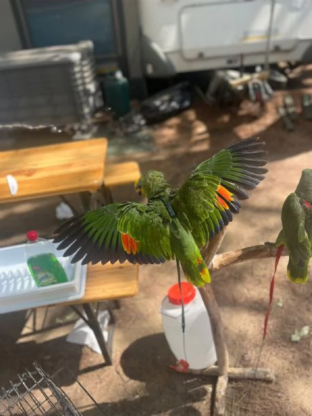 PAPPAGALLI ADDESTRATI IN TUTTA ITALIA | Foto 1