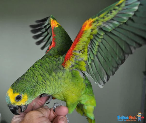 PAPPAGALLI ADDESTRATI IN TUTTA ITALIA | Foto 0