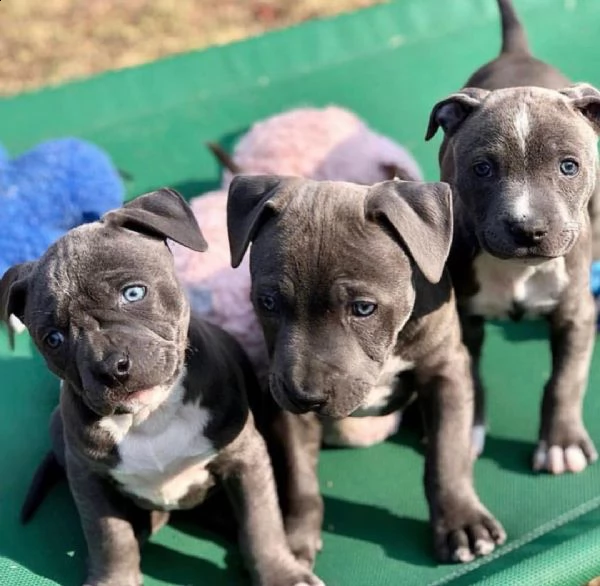bellissimi cuccioli di pastore australiano in adozione | Foto 1