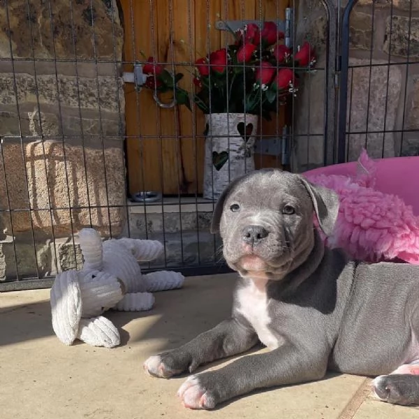 bellissimi cuccioli di pastore australiano in adozione | Foto 0