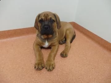 cuccioi di bull mastiff