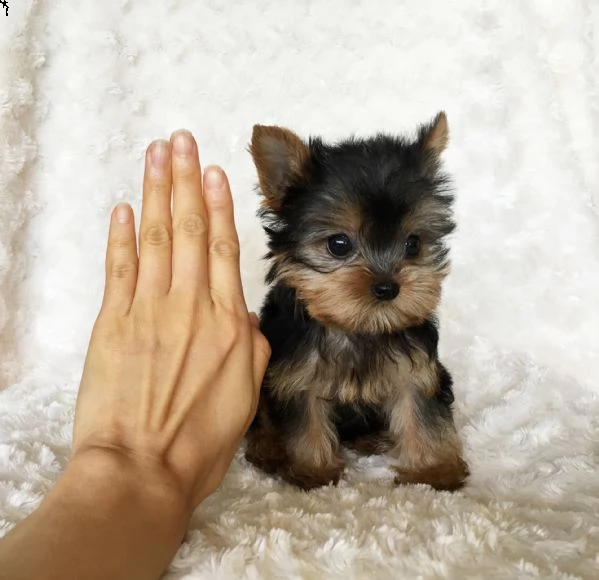 adorabili cuccioli di yorkie per il reinserimento