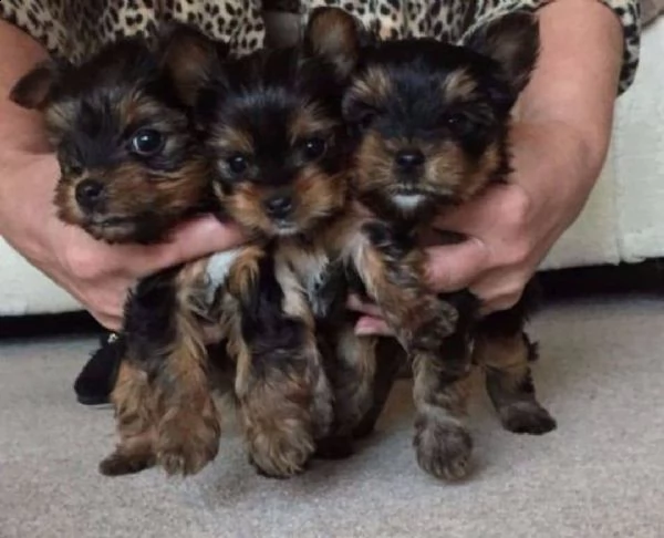 cuccioli dell'yorkshire 