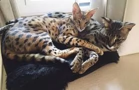 i gattini più carini di sempre