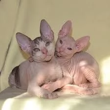 gattine femmine di bella marca disponibili.