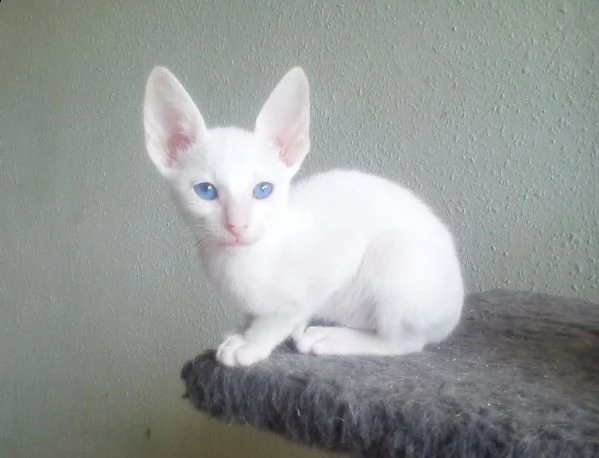 gattini addestrati per case migliori