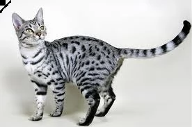 hai bisogno di un affetto per questo simpatico gattino | Foto 1