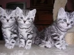 hai bisogno di un affetto per questo simpatico gattino