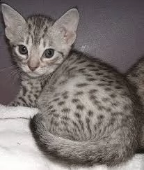 hai bisogno di un affetto per questo simpatico gattino | Foto 0