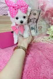 cuccioli di maltese maschio e femmina pronti per la piena adozione ciao, la nostra cagna maltese ha  | Foto 0