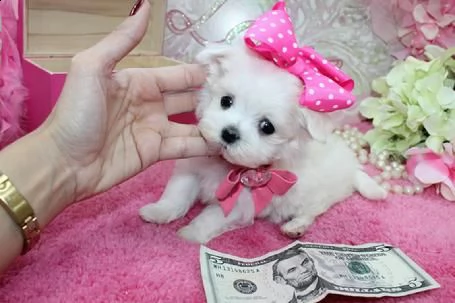 cuccioli di maltese maschio e femmina pronti per la piena adozione ciao, la nostra cagna maltese ha 