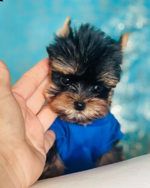 cuccioli di yorkie | Foto 2