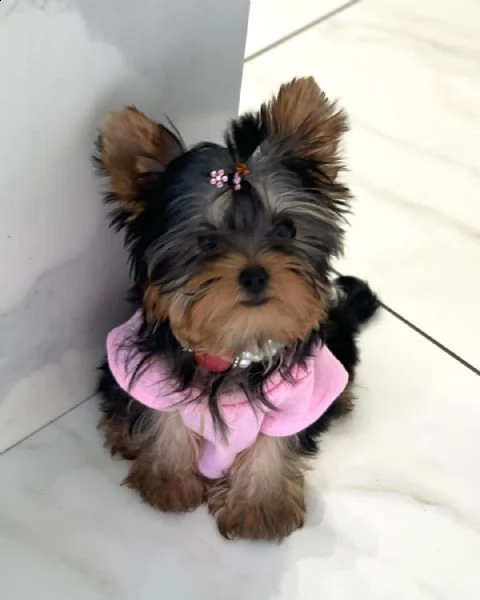 cuccioli di yorkie | Foto 1