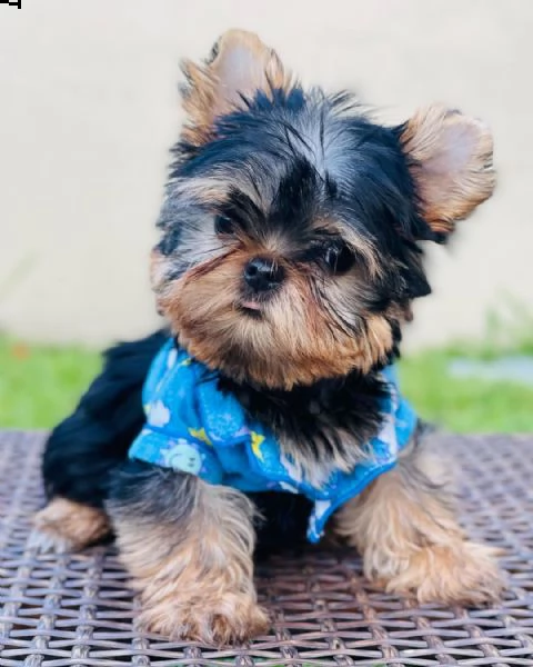 cuccioli di yorkie | Foto 0