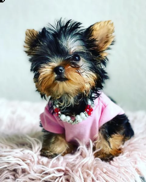cuccioli di yorkie