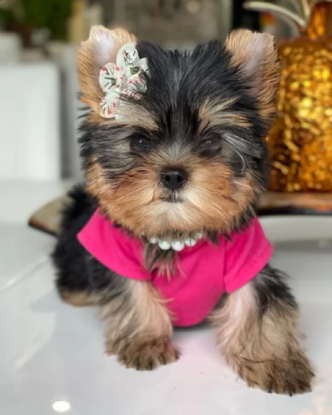 cuccioli di yorkie | Foto 1