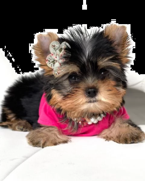 cuccioli di yorkie