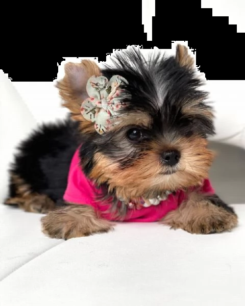 cuccioli di yorkie | Foto 0