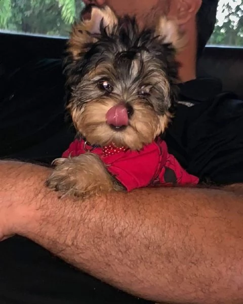 cuccioli di yorkie